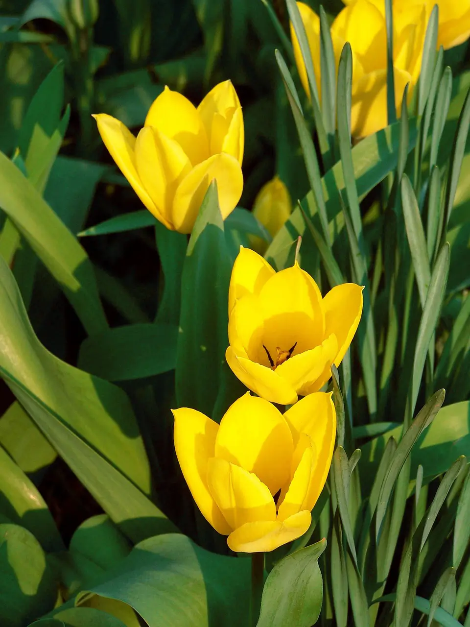 Book an Appointment 1 Yellow tulips on the book an appointment page at Essential Mind Healthcare